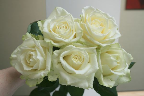 White Naomi Rose Trandafirul White Naomi PLANTE md