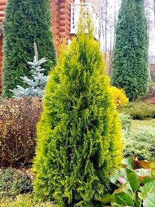 Туя Западная Голден Смарагд (Thuja Golden Smaragd)