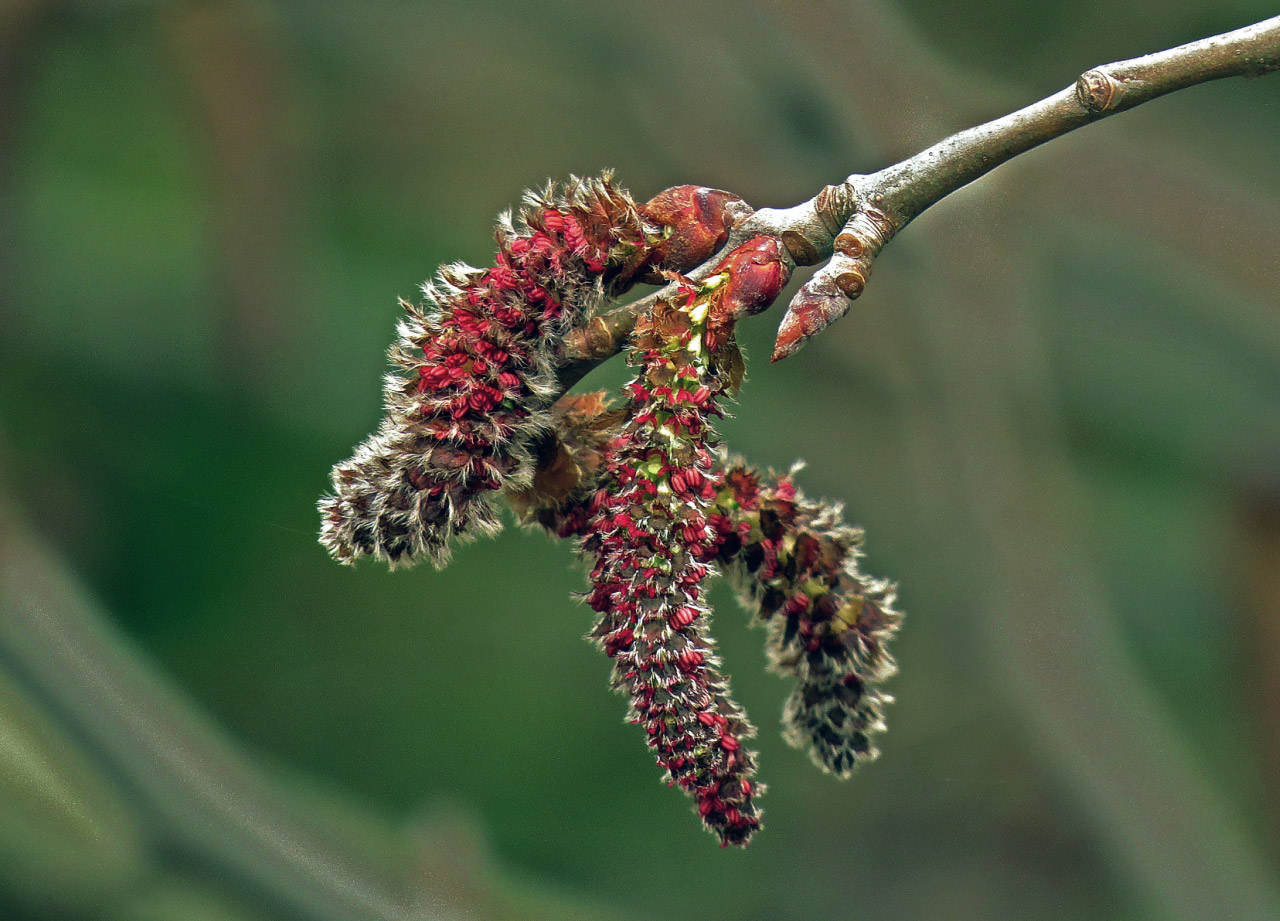 Саженцы осины обыкновенной в Кишиневе, Populus tremula дерево в Молдове |  PLANTE.md