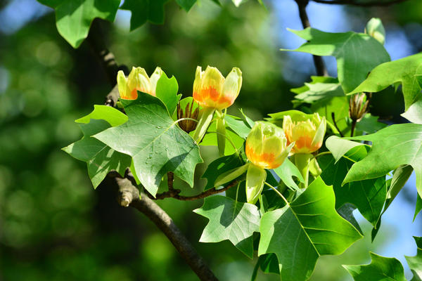 liriodendron-tulipifera-tulip-tree