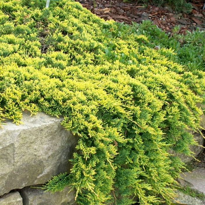  Juniperus horizontalis Golden Carpet