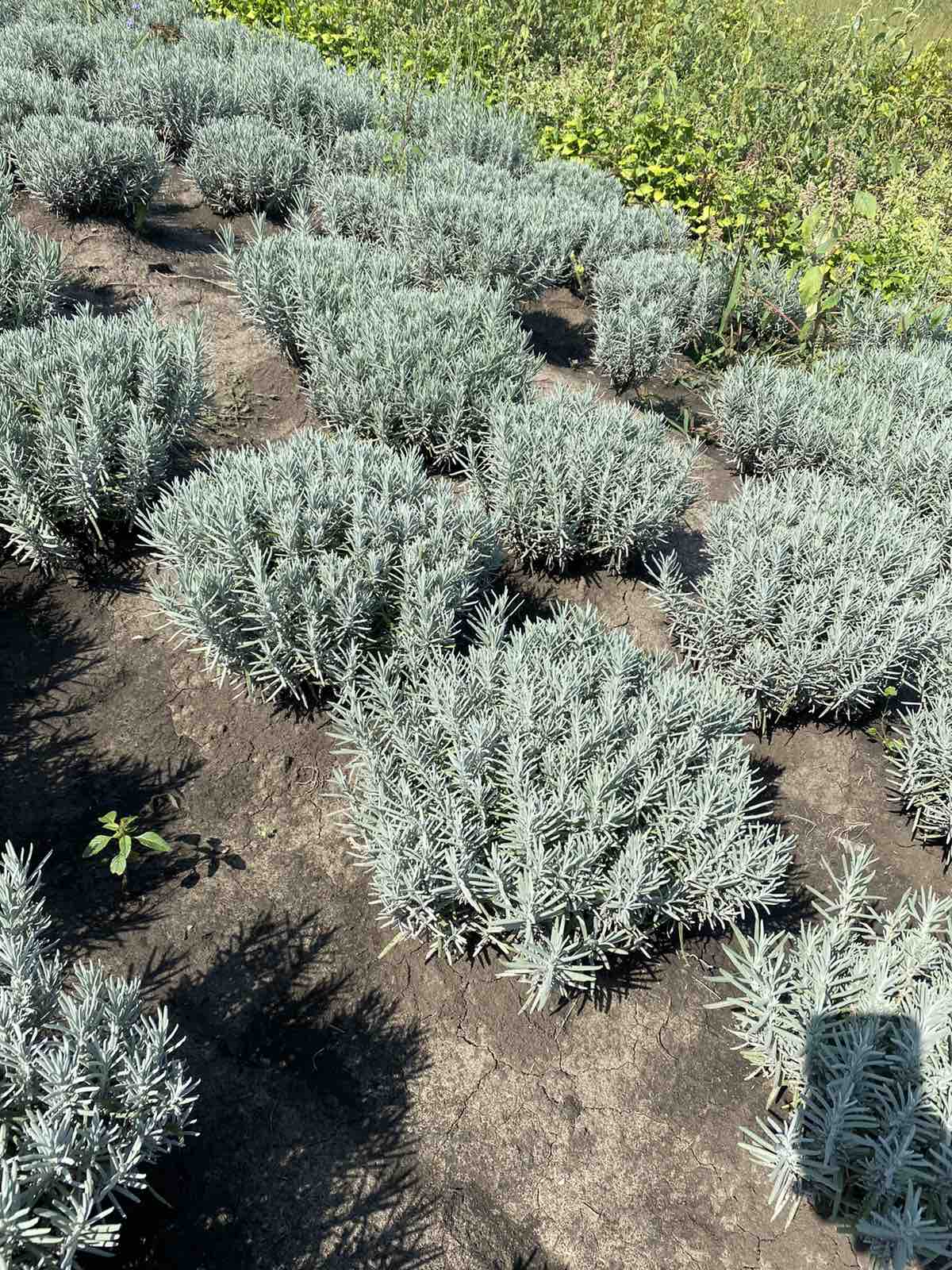 Лаванда узколистная Ричард Грэй (Lavandula Richard Gray) | PLANTE.md