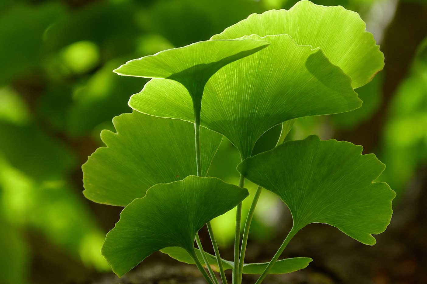 ginkgo-biloba