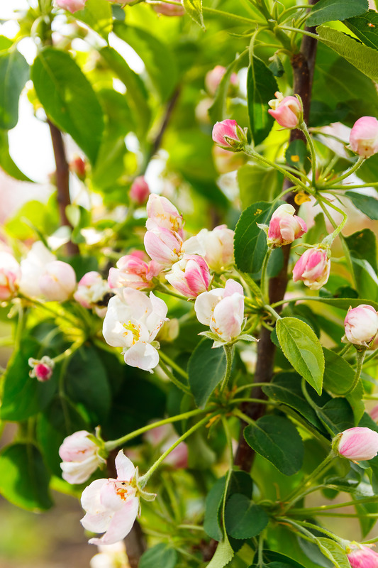 Malus paradisiaca