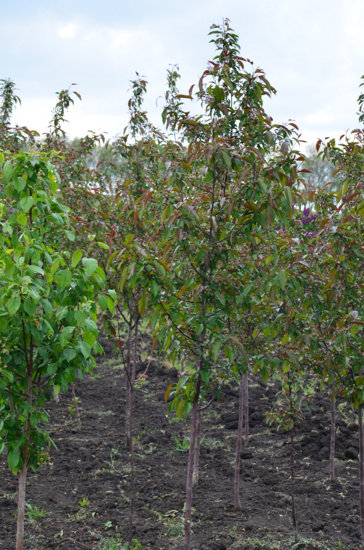 Malus paradisiaca