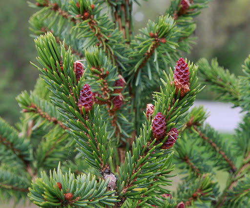 picea-omorika