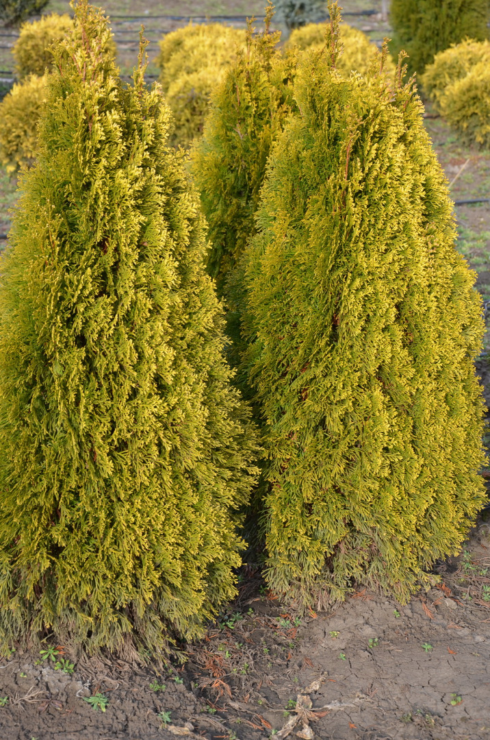 thuja-golden-smaragd