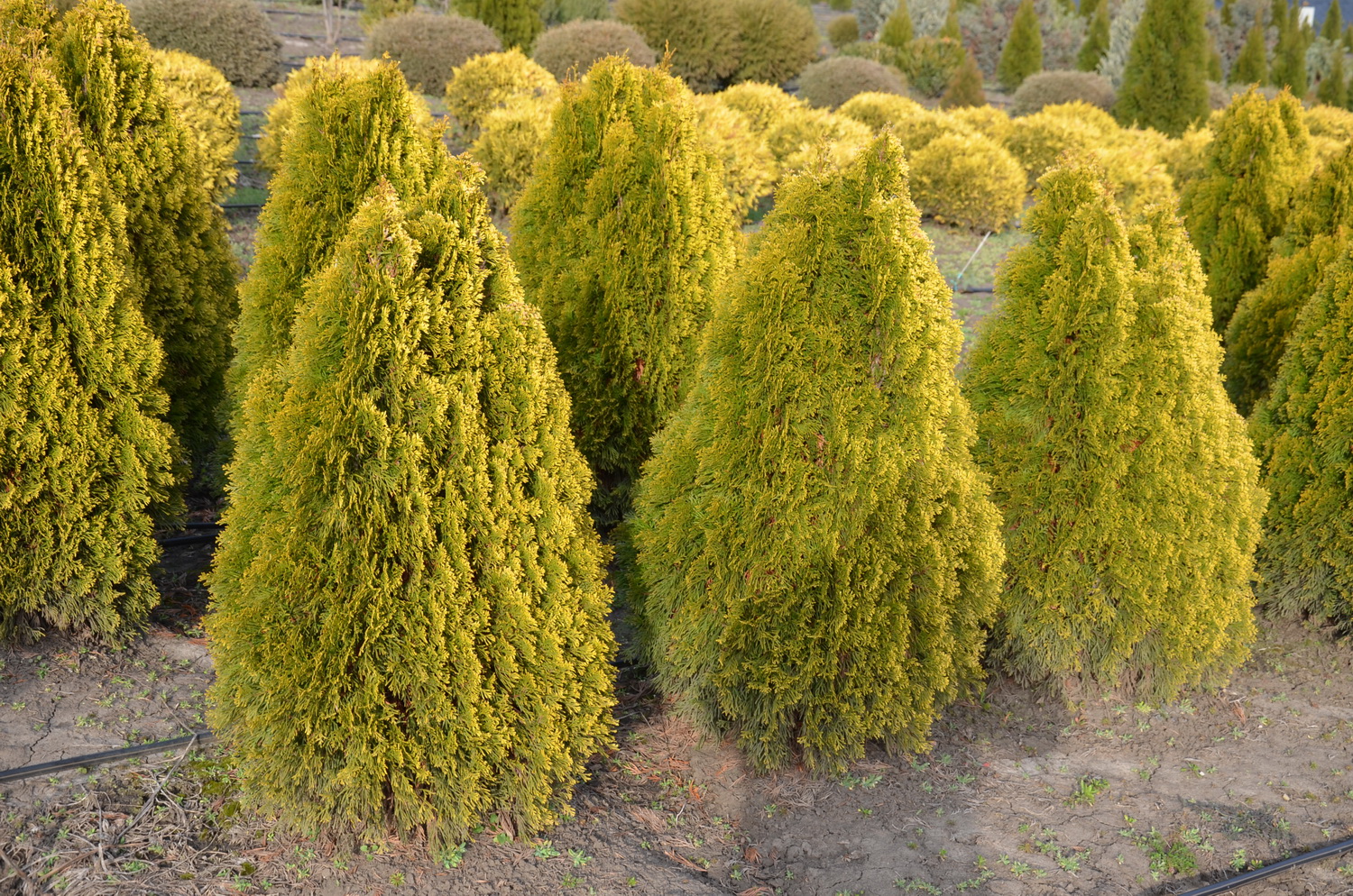 thuja-golden-smaragd