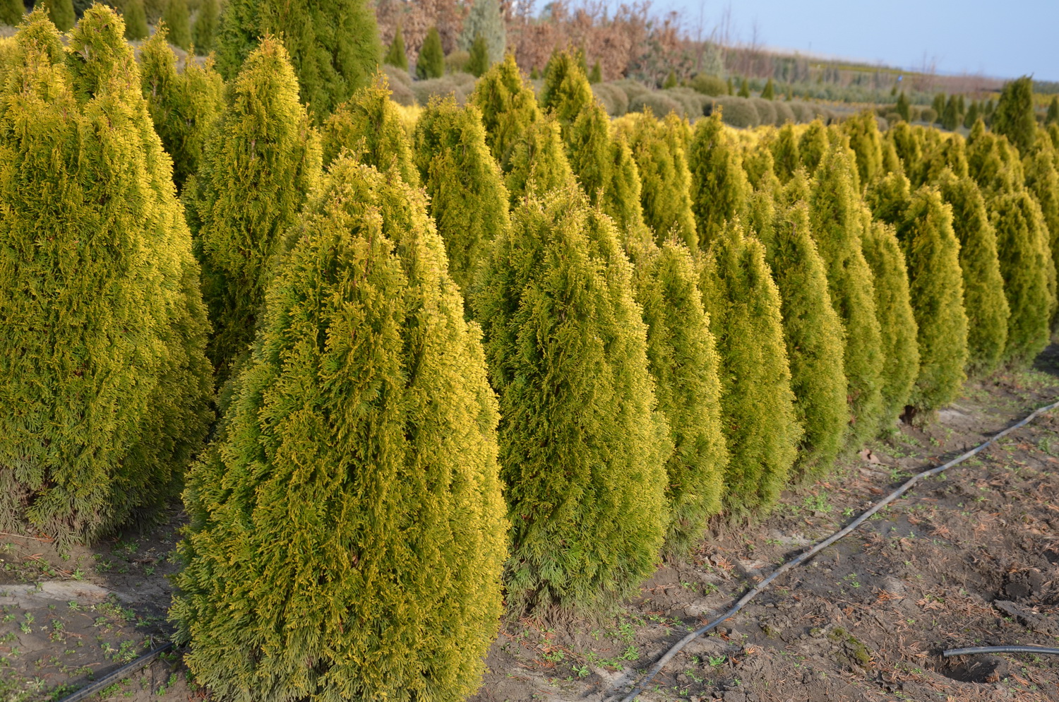 thuja-golden-smaragd