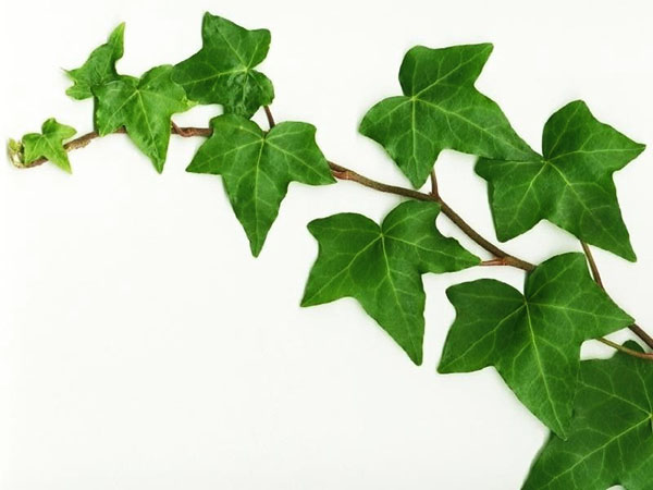 hedera-helix