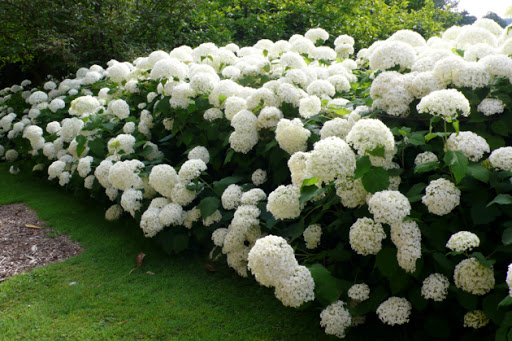 hydrangea-arborescens-annabelle