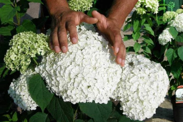 hydrangea-arborescens-annabelle