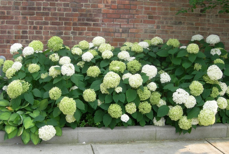 hydrangea-arborescens-annabelle