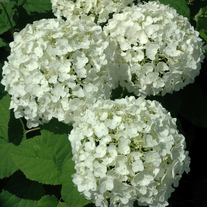 hydrangea-arborescens-annabelle