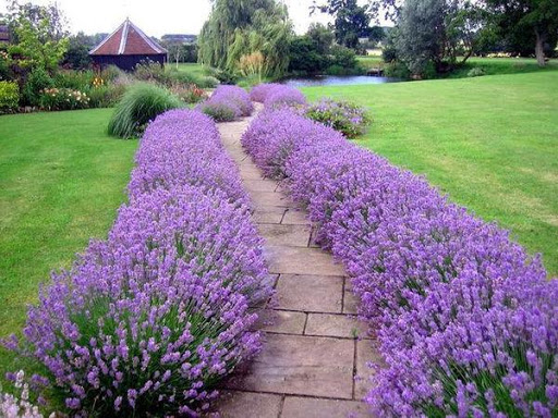 lavandula-angustifolia