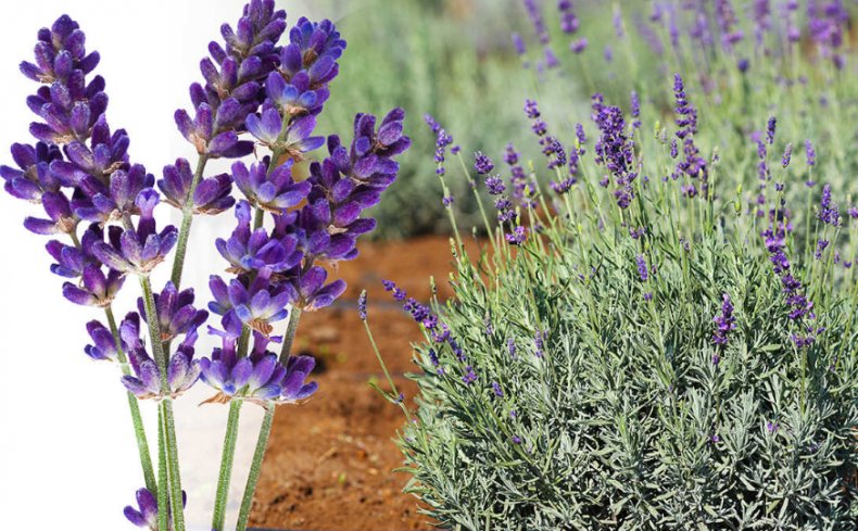 lavandula-angustifolia