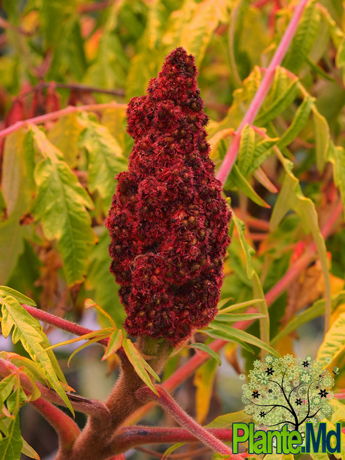 rhus-typhina-tiger-eyes цветение