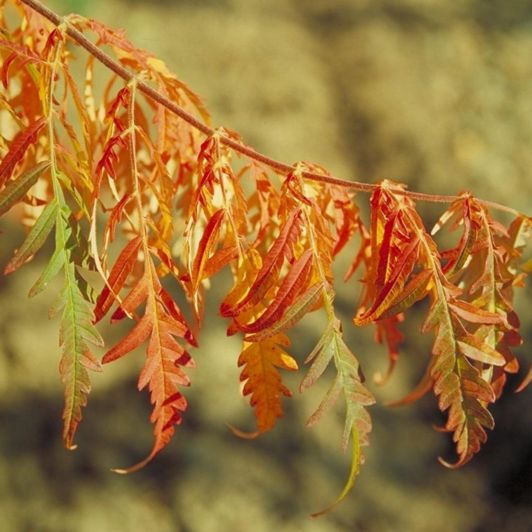 rhus-typhina-tiger-eyes